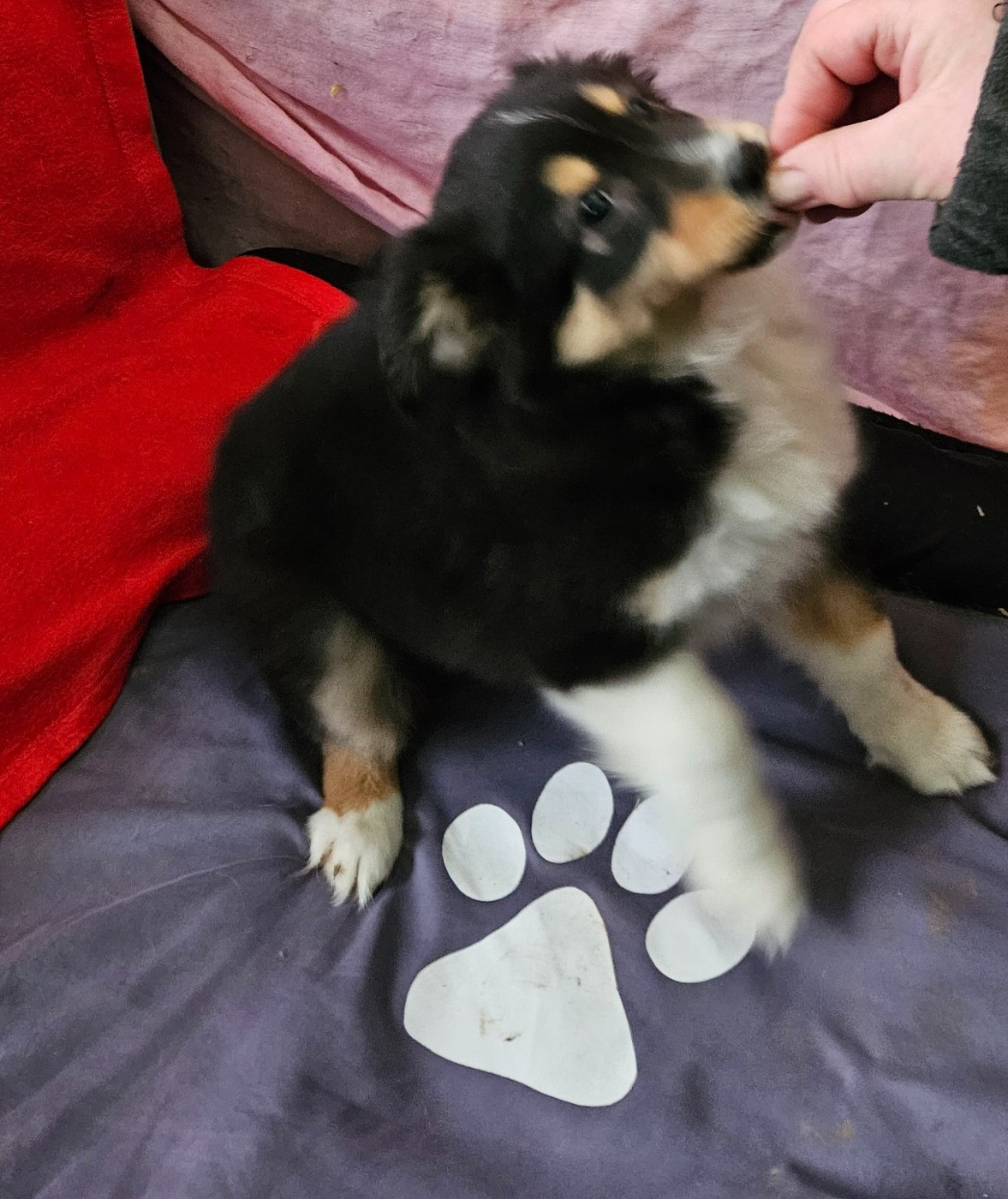 Alma femelle - Berger Américain Miniature 