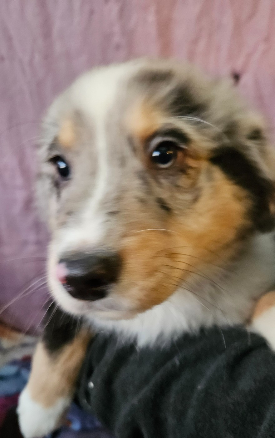 Azur - Berger Américain Miniature 