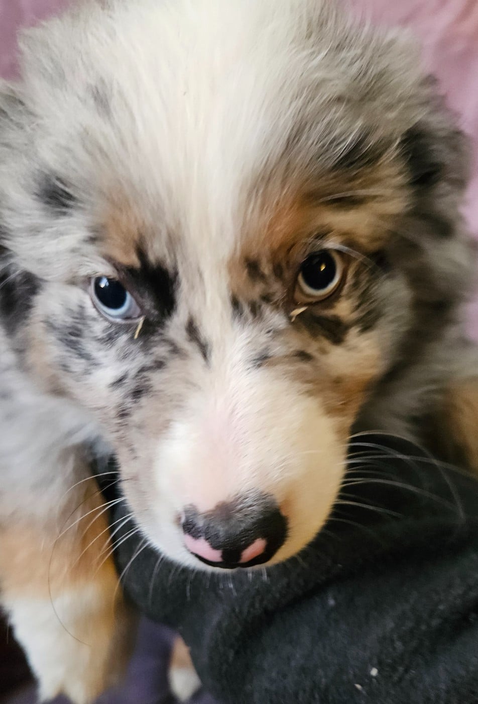 AARON - Berger Américain Miniature 