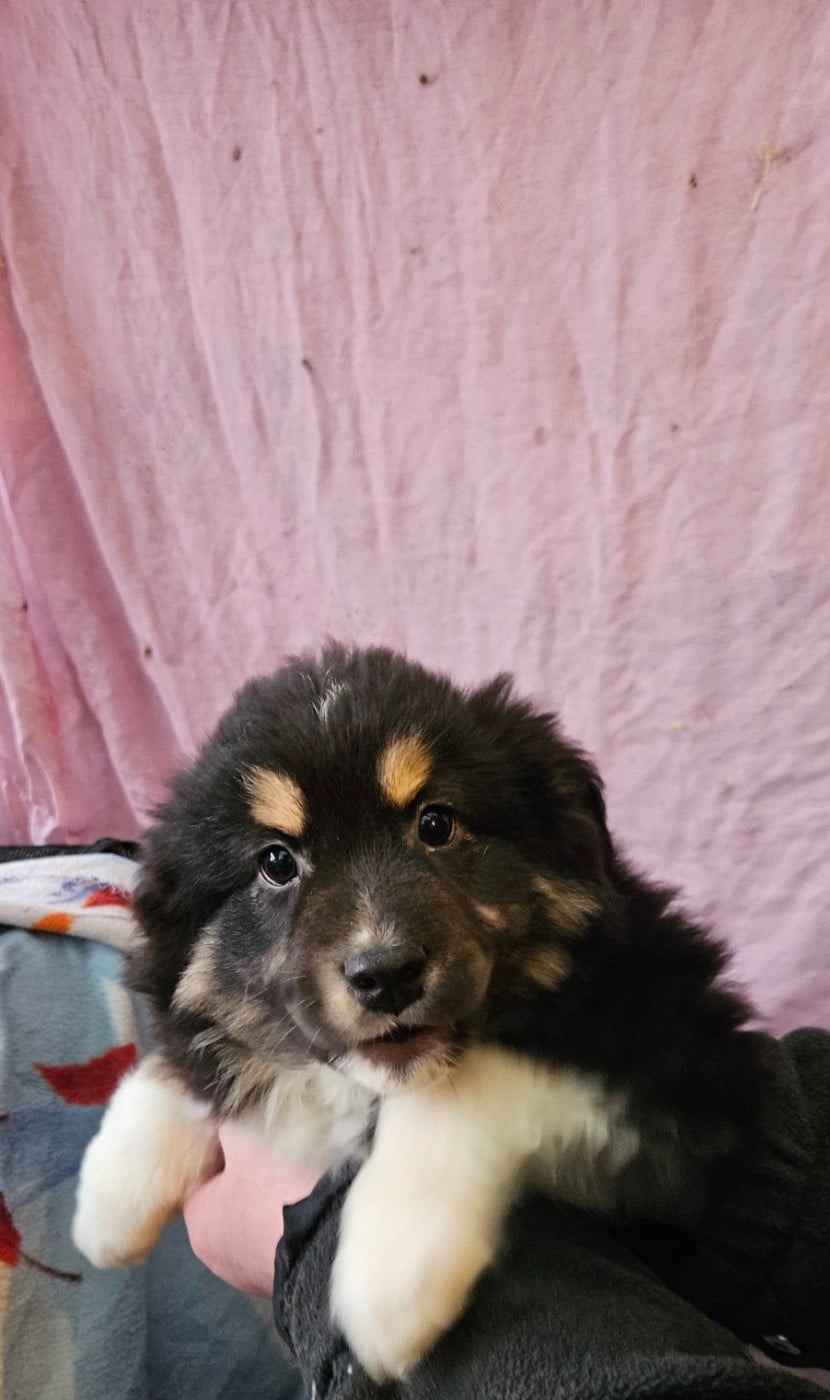 Ares - Berger Américain Miniature 