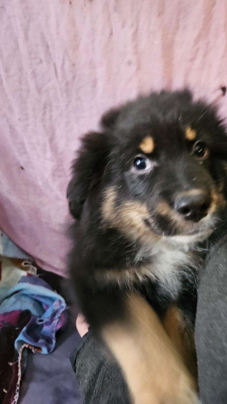 Albus - Berger Américain Miniature 