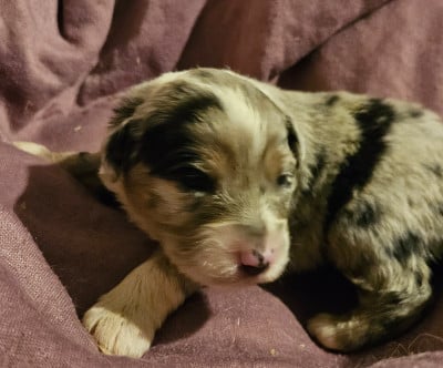 Les chiots de Berger Américain Miniature 