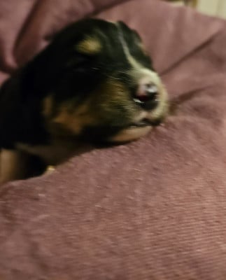 Les chiots de Berger Américain Miniature 