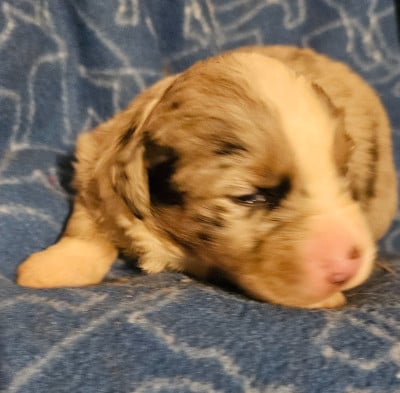 Les chiots de Berger Américain Miniature 