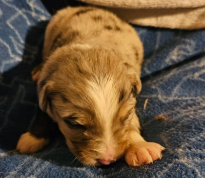 Les chiots de Berger Américain Miniature 