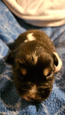 Les chiots de Berger Américain Miniature 