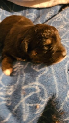 Les chiots de Berger Américain Miniature 