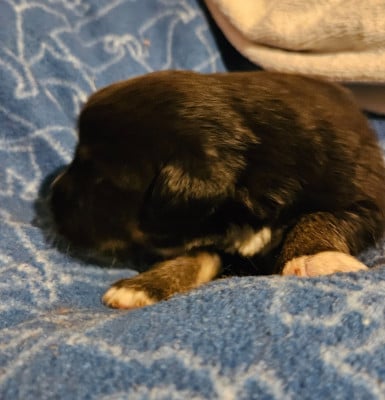 Les chiots de Berger Américain Miniature 