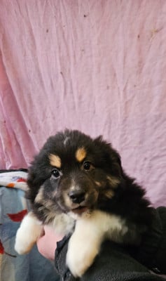 Les chiots de Berger Américain Miniature 