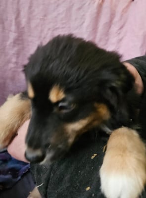 Les chiots de Berger Américain Miniature 