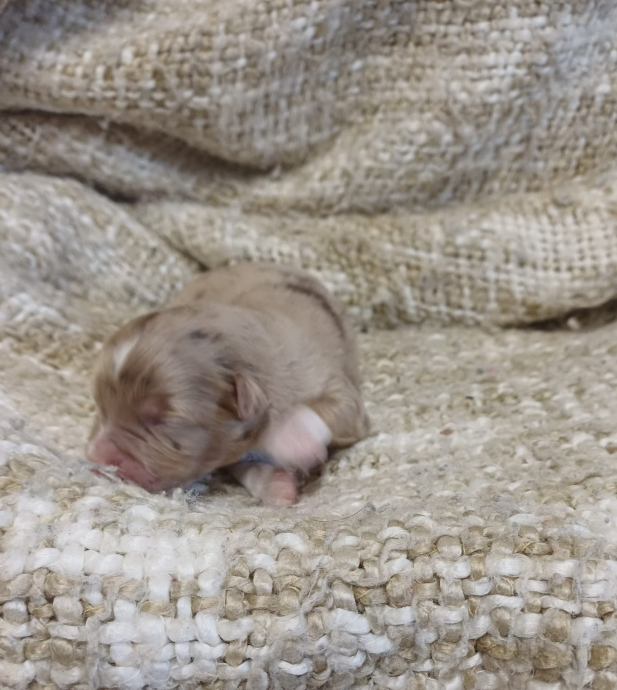 Chiot N°2 - Berger Américain Miniature