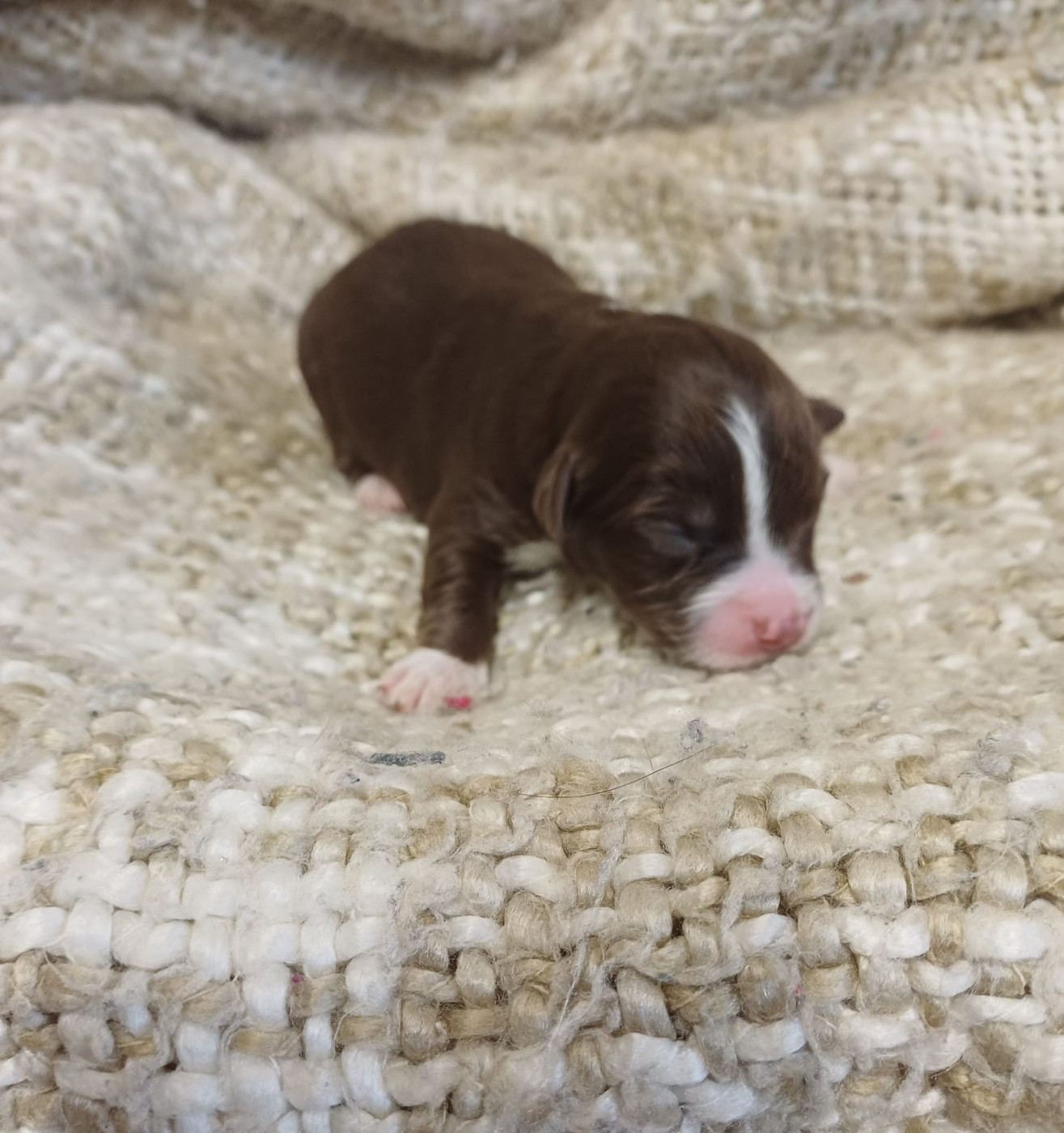 Chiot N°3 - Berger Américain Miniature