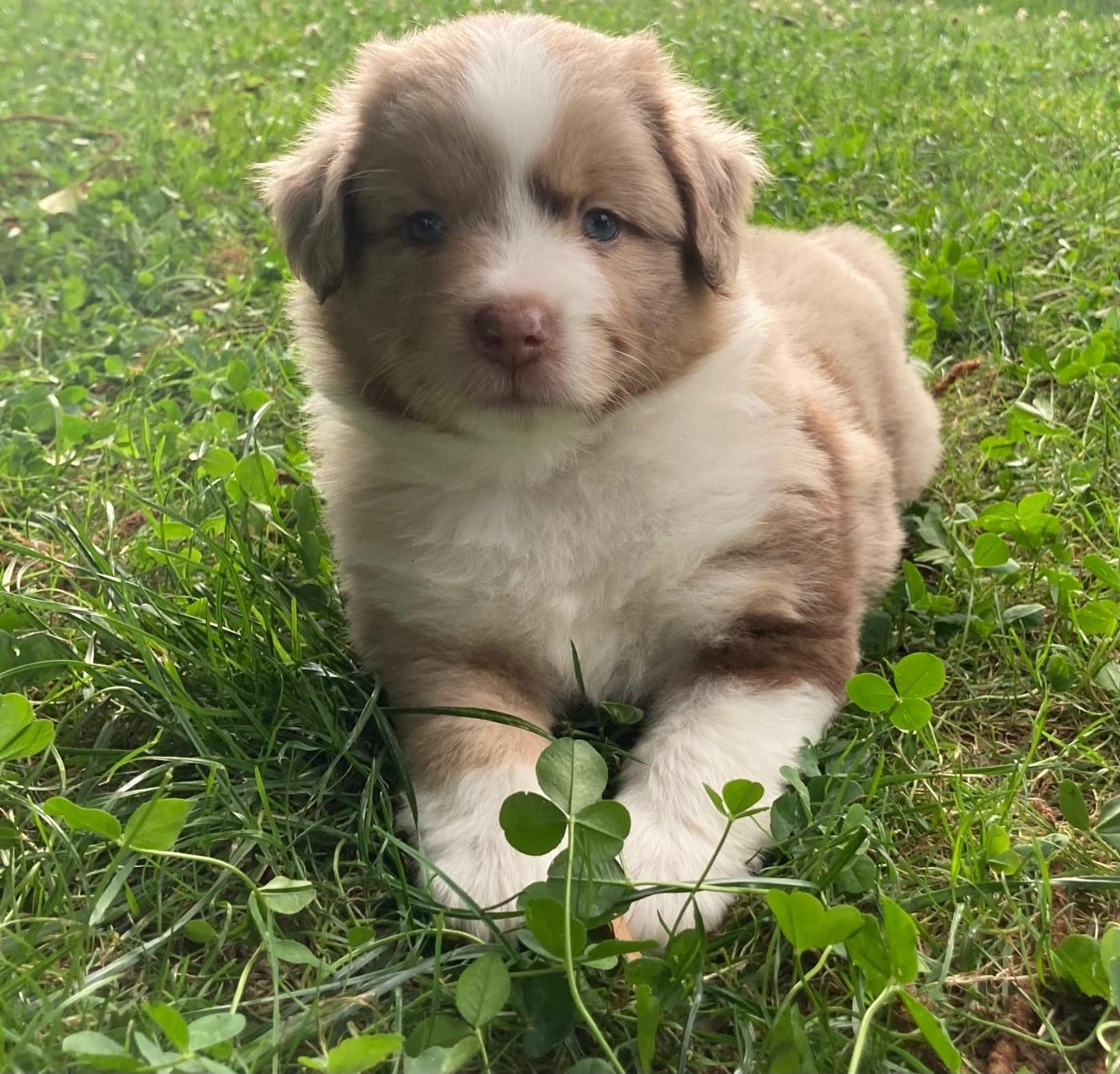 Chiot N°1
