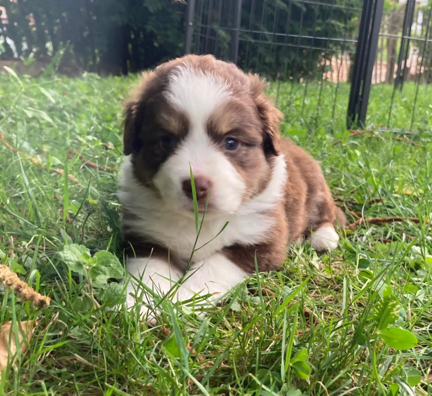 Chiot N°3