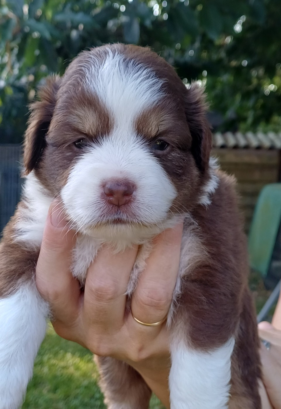 Chiot N°3