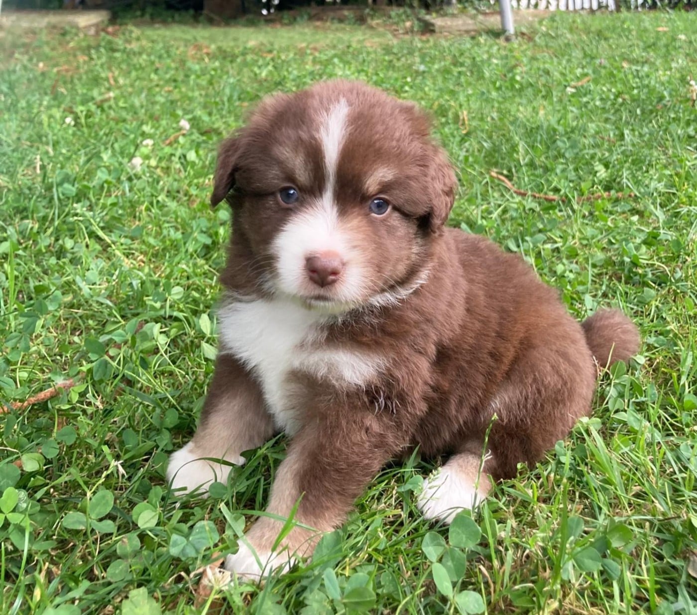 Chiot N°4