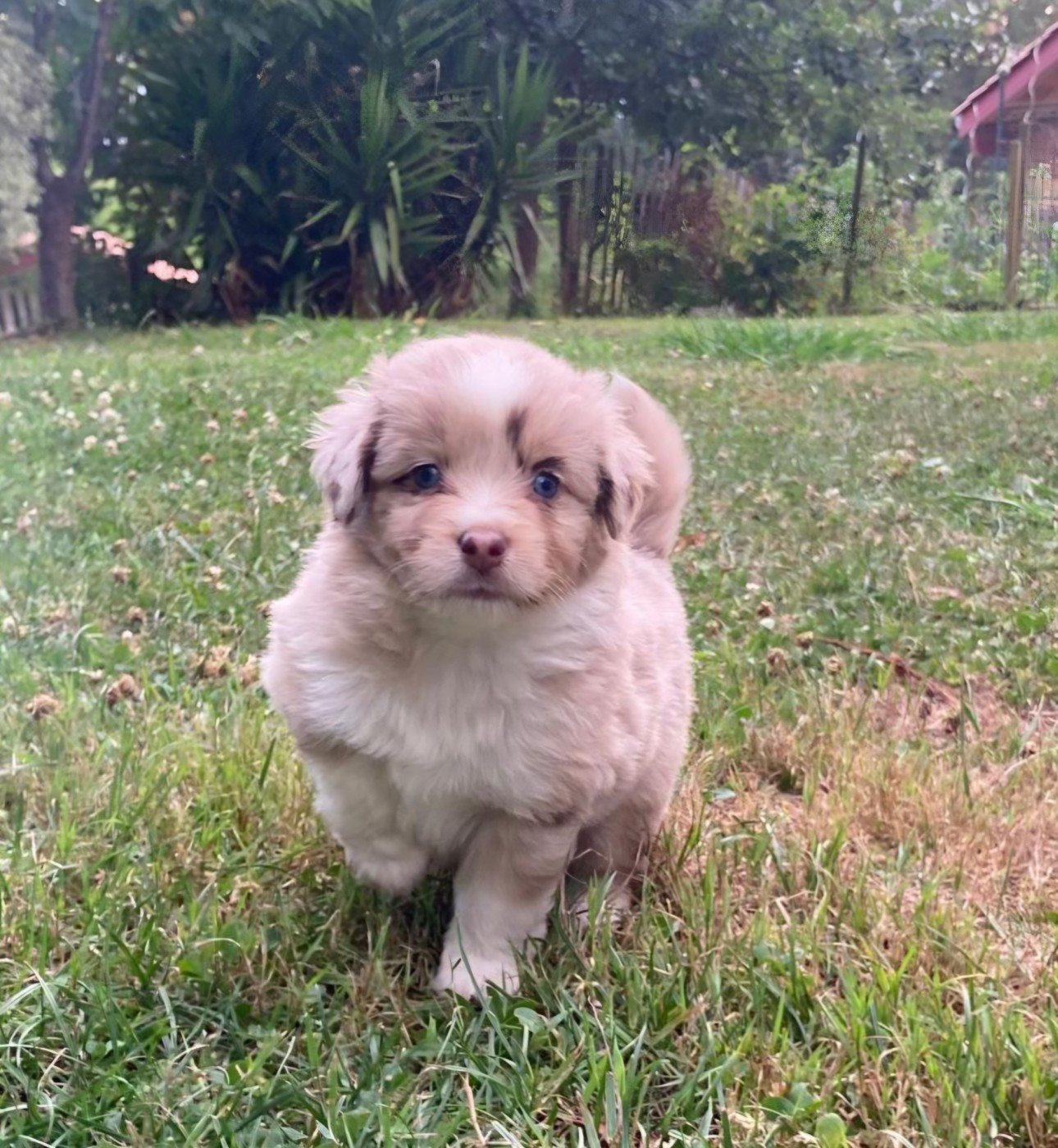 Chiot N°5
