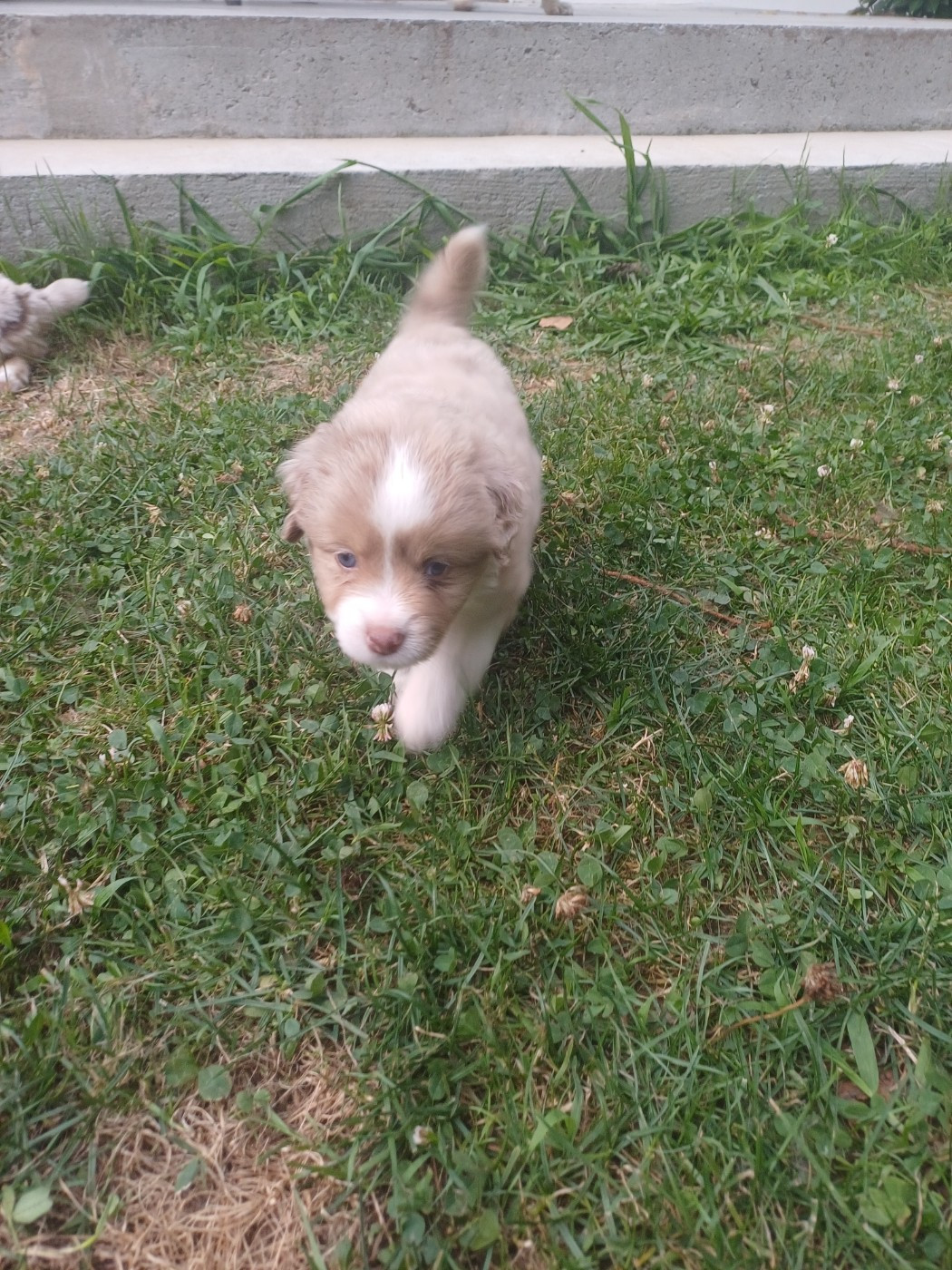 Chiot N°6