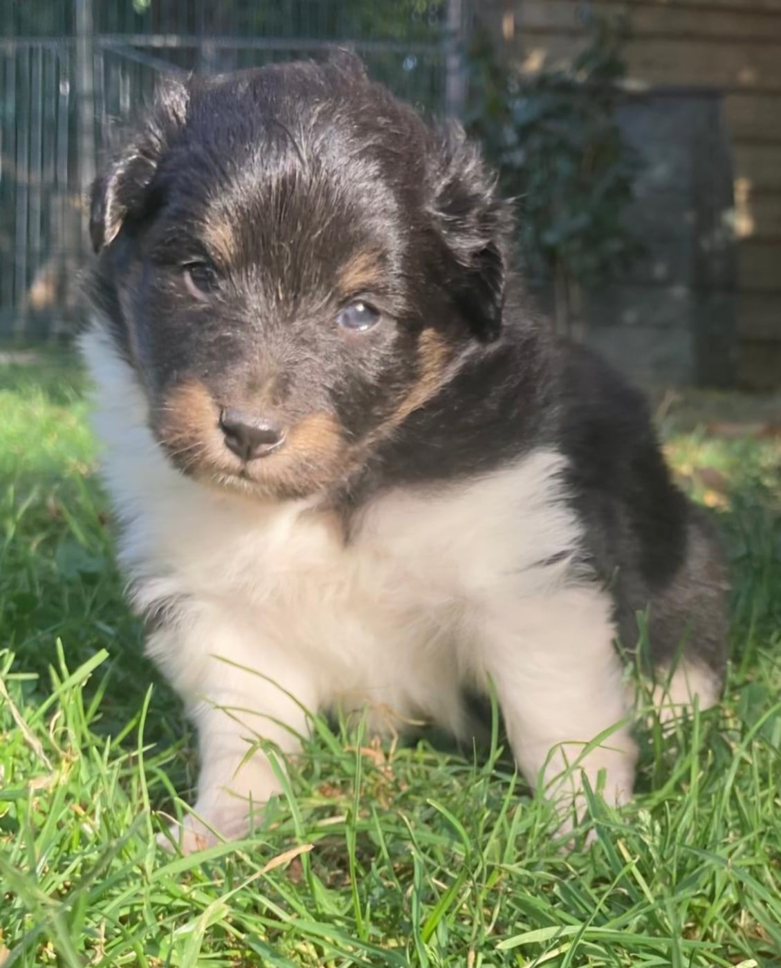 Chiot N°2 - Shetland Sheepdog
