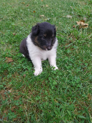 Les chiots de Shetland Sheepdog