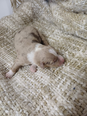 Les chiots de Berger Américain Miniature
