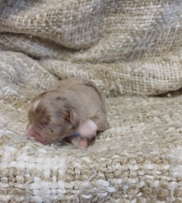 Les chiots de Berger Américain Miniature