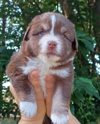 Les chiots de Berger Américain Miniature 