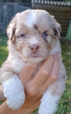 Les chiots de Berger Américain Miniature 