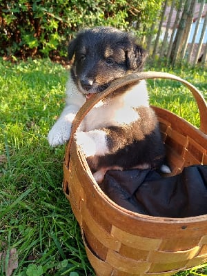 Les chiots de Shetland Sheepdog