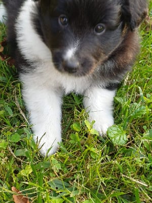 Les chiots de Shetland Sheepdog