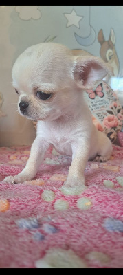 Les chiots de Chihuahua