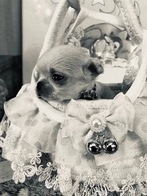 Les chiots de Chihuahua