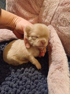 Les chiots de Chihuahua