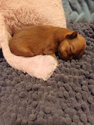 Les chiots de Chihuahua