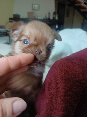 Les chiots de Chihuahua