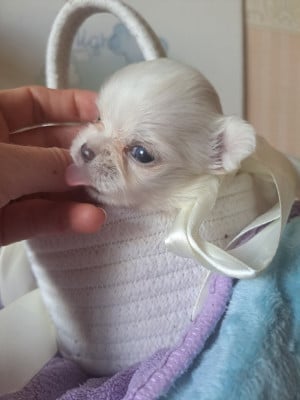 Les chiots de Chihuahua