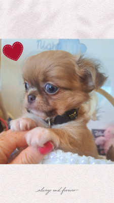 Les chiots de Chihuahua
