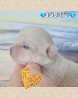 Les chiots de Chihuahua