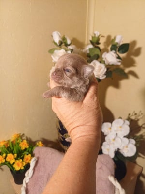 Les chiots de Chihuahua