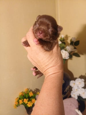 Les chiots de Chihuahua