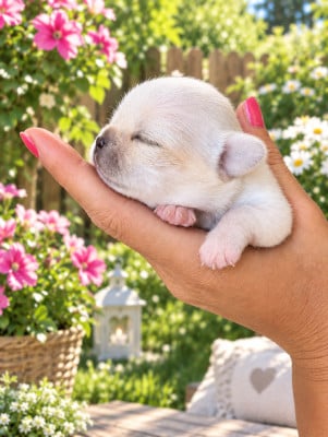 Les chiots de Chihuahua