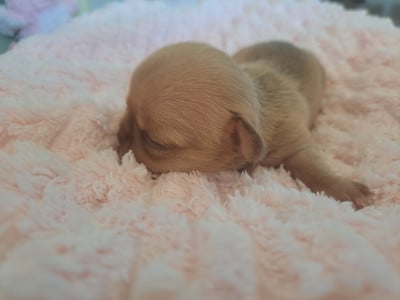 Les chiots de Chihuahua
