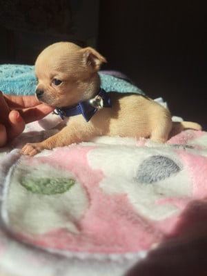 Les chiots de Chihuahua