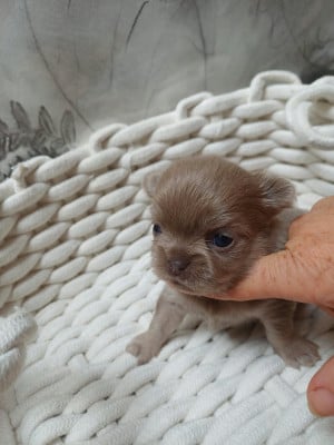 Les chiots de Chihuahua