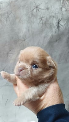 Les chiots de Chihuahua