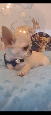 Les chiots de Chihuahua