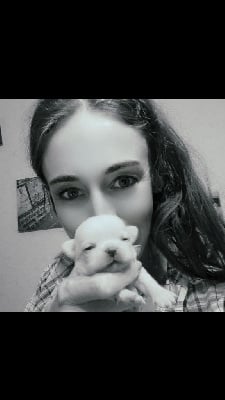 Les chiots de Chihuahua