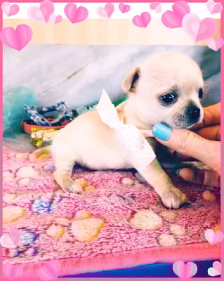 Les chiots de Chihuahua