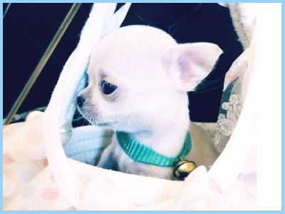 Les chiots de Chihuahua