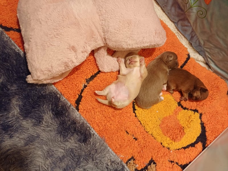 Chihuahua - Les Saphirs De Larjekda